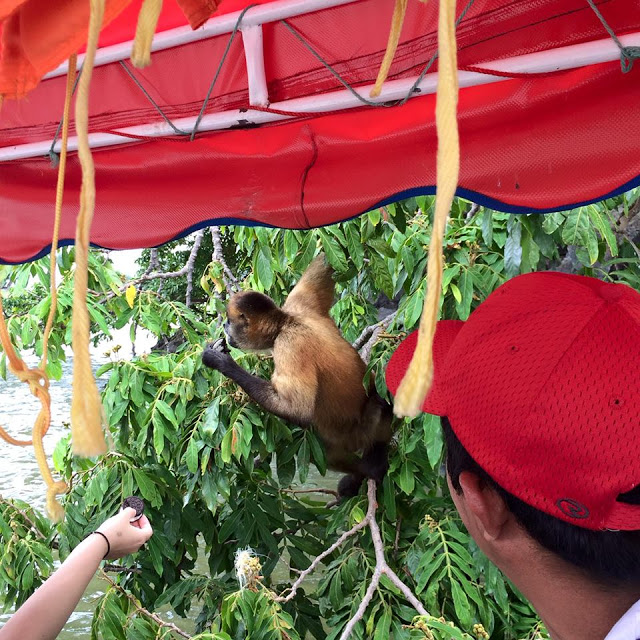 Feeding Oreos to wild monkeys on Lake Nicaragua 